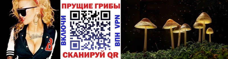 купить   Красавино  Галлюциногенные грибы мицелий 